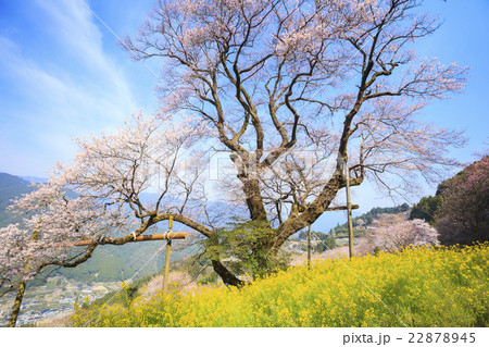 ひょうたん桜と菜の花 高知県 仁淀川町の写真素材
