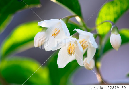 エゴノキの白い花 エゴノキの白い花 22879170