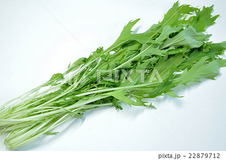 京水菜 京水菜 22879712