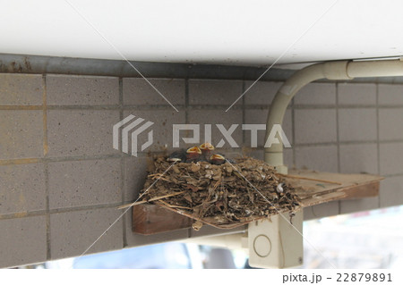 ツバメのヒナ ツバメのヒナ 22879891