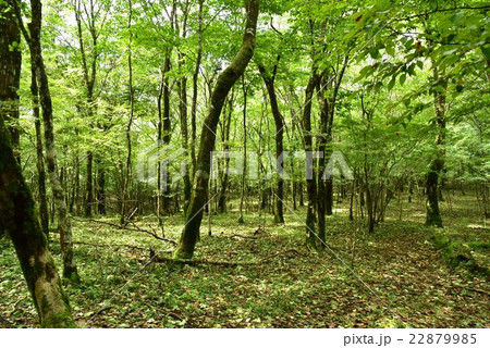 富士山自然休養林 富士山自然休養林 22879985