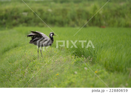 初夏、鳥取にやって来たアネハヅル 初夏、鳥取にやって来たアネハヅル 22880659