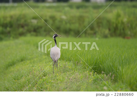 初夏、日本へ立ち寄った迷鳥アネハヅル 22880660