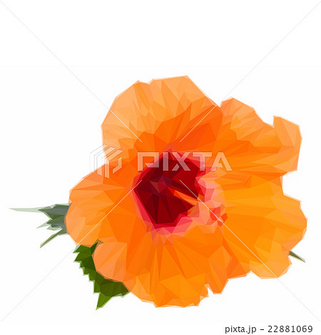 orange hibiscus flower 22881069