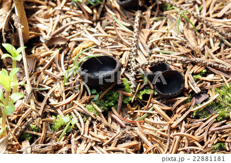 針葉樹の林地で、埋もれた落枝上に発生するクロチャワンタケ 針葉樹の林地で、埋もれた落枝上に発生するクロチャワンタケ 22881181