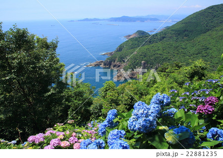 紫陽花畑と海(桃源郷岬・宮崎県門川町) 紫陽花畑と海(桃源郷岬・宮崎県門川町) 22881235
