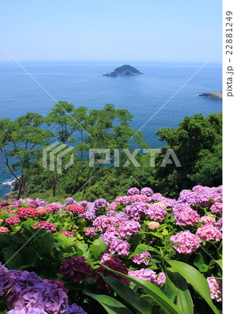 紫陽花畑と海（桃源郷岬・宮崎県門川町） 22881249