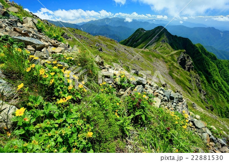 南アルプス 仙丈ヶ岳の高山植物と大仙丈ヶ岳への稜線の写真素材