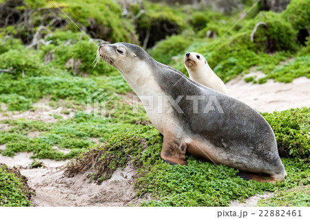 newborn australian sea lion on bush background 22882461