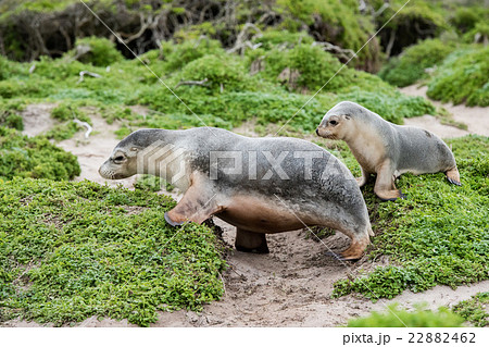 newborn australian sea lion on bush background 22882462