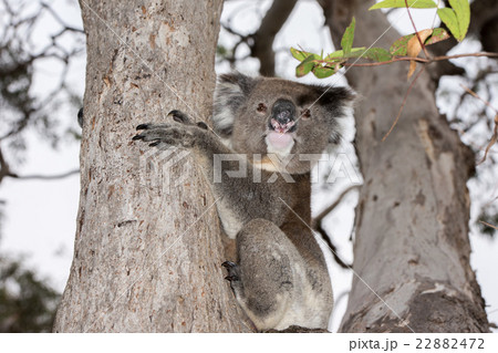 Wild koala on a tree while looking at you Wild koala on a tree while looking at you 22882472