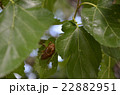 蝉の抜け殻　寄り 22882951