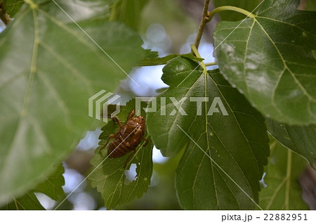 蝉の抜け殻　寄り 22882951