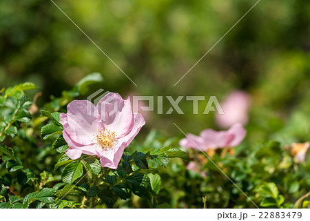 ピンク色のはまなすの花の写真素材