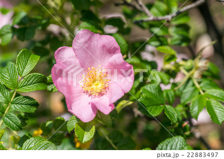 ピンク色のはまなすの花 ピンク色のはまなすの花 22883497