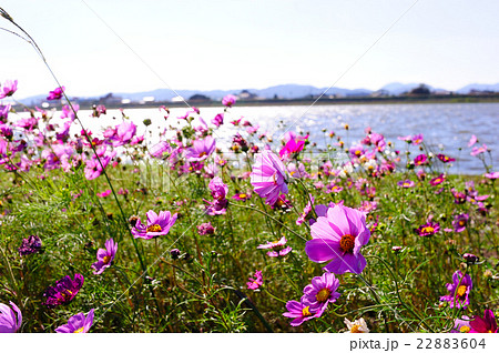 水巻町のコスモス 22883604