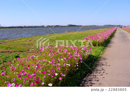 水巻町のコスモス 22883605