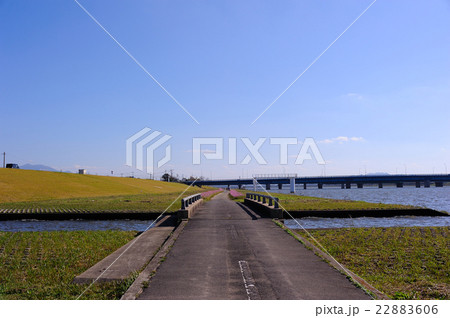 水巻町のコスモス 22883606