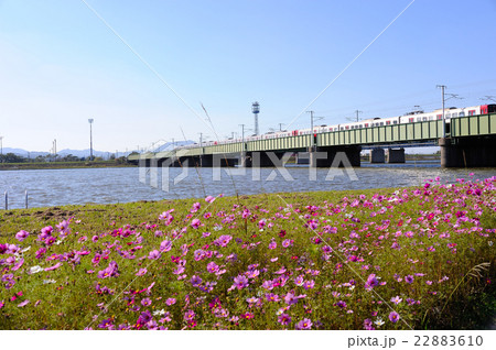 水巻町のコスモス 22883610