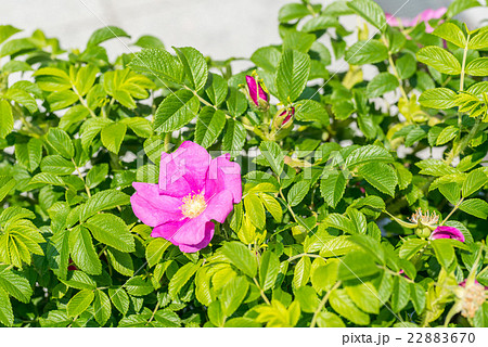 はまなす はまなす 22883670