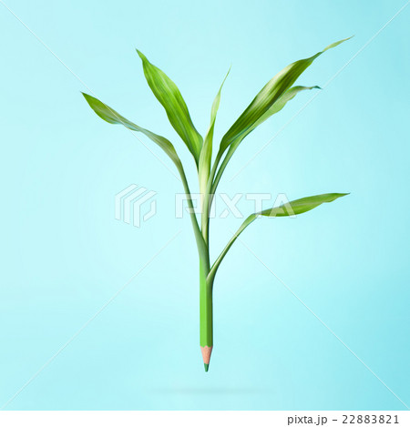 green pencil with leaves 22883821