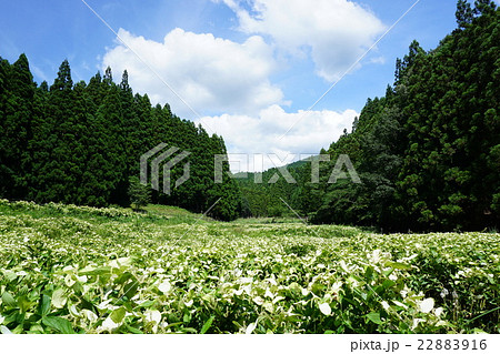 岡田の谷の半夏生(奈良県御杖村) 岡田の谷の半夏生(奈良県御杖村) 22883916