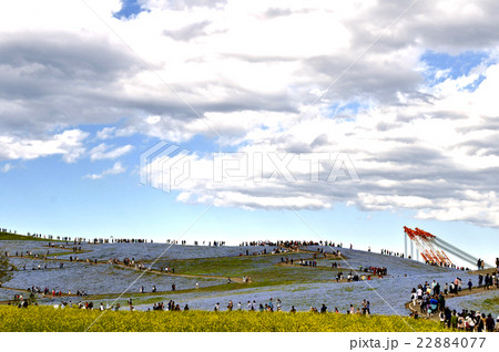 国営ひたち海浜公園の写真 22884077