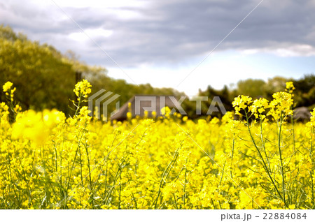 国営ひたち海浜公園の写真 22884084
