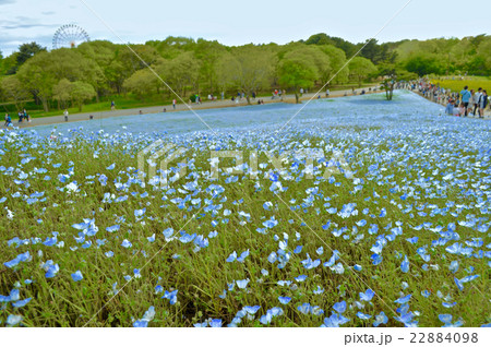 国営ひたち海浜公園の写真 国営ひたち海浜公園の写真 22884098