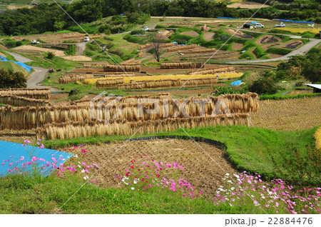 秋の棚田 秋の棚田 22884476