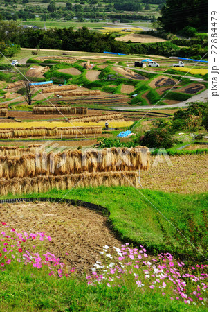 秋の棚田 秋の棚田 22884479