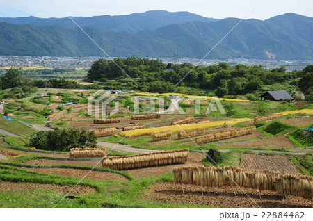 秋の棚田 秋の棚田 22884482