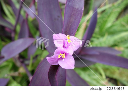 紫御殿 むらさきごてん 花 紫御殿 むらさきごてん 花 22884643