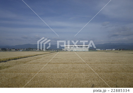 滋賀の麦畑 22885334