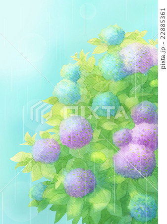 あじさい雨タテ(ミックス) あじさい雨タテ(ミックス) 22885361
