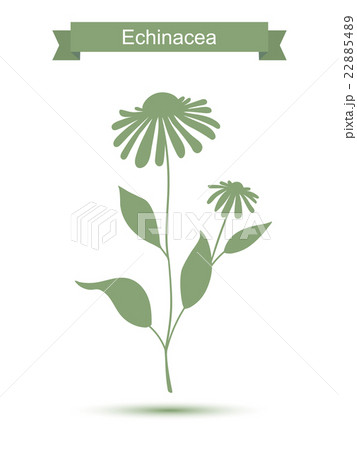 Echinacea plant with flowers silhouette Echinacea plant with flowers silhouette 22885489
