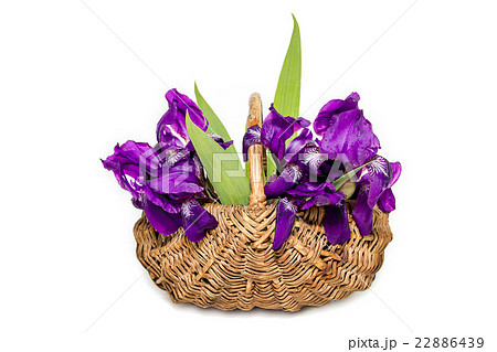 Irises in a basket on a white background 22886439