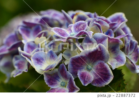 紫陽花２０１６０３ 22887372