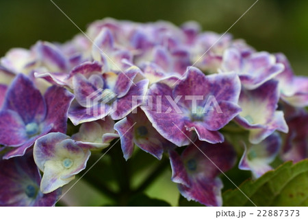 紫陽花201604 紫陽花201604 22887373