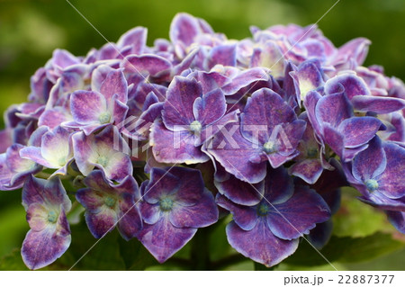 紫陽花201608 紫陽花201608 22887377