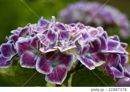 紫陽花201609 紫陽花201609 22887378