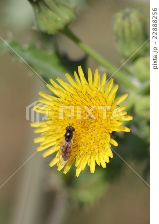 ツヤヒラタアブとオニノゲシ０２ 22888256