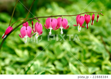 タイツリソウ 22888384