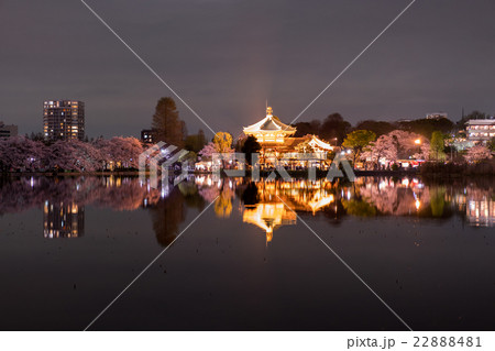 夜桜 22888481