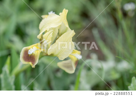Wild iris blossoms 22888551