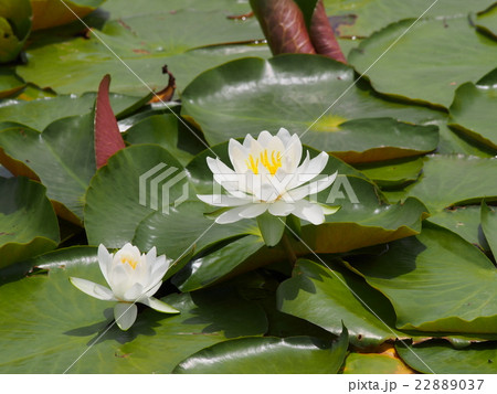 白い睡蓮の花 22889037