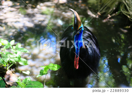 世界で３番目に大きな飛べない鳥、水辺のカソワリ 22889330