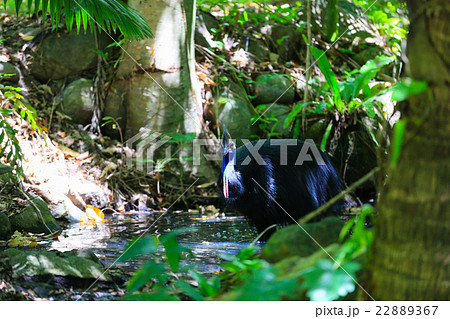 世界で３番目に大きな飛べない鳥、水辺のカソワリ 22889367