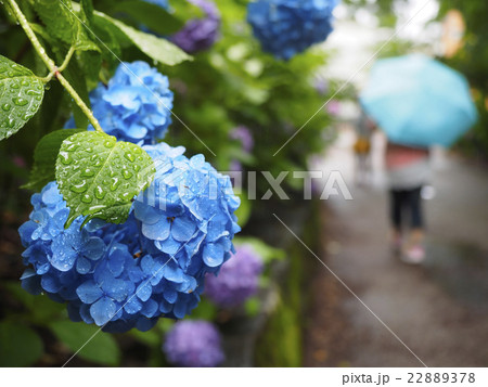 あじさい・梅雨 22889378