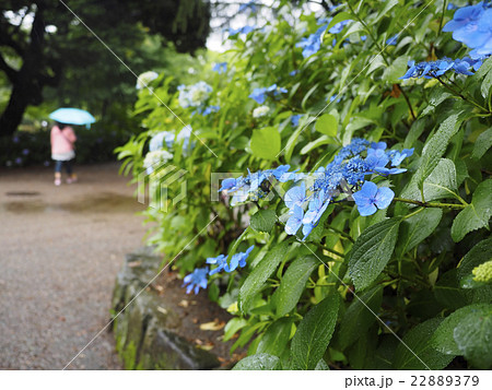 あじさい・梅雨 あじさい・梅雨 22889379